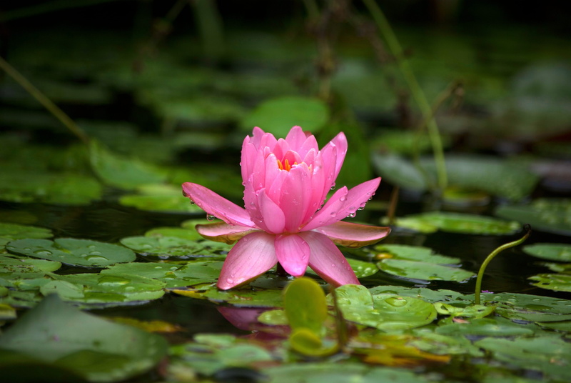 pond, summer, no people, 4K, green, plant part, lotus, outdoors, flowers, fragility, growth, water lily, tilt, water lilies, pink color, pads, rainwater