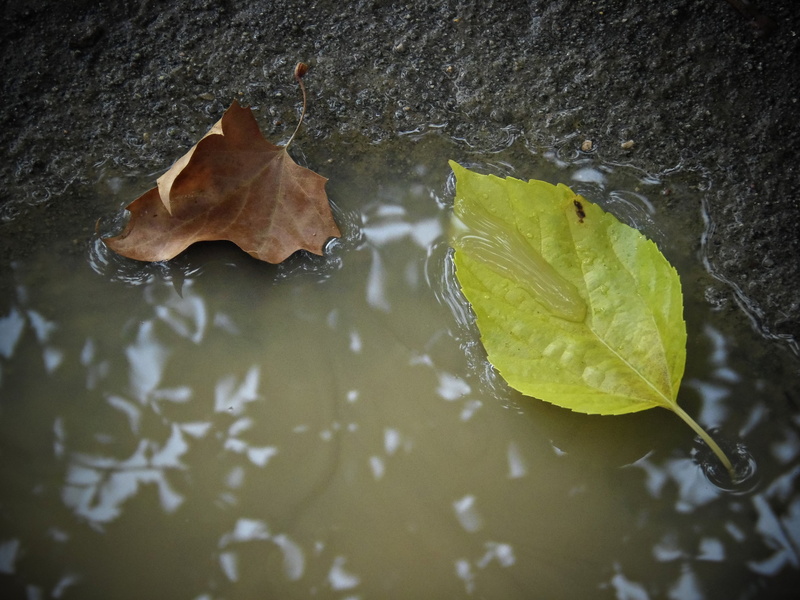 outdoors, rainwater, nature, high angle view, plant, wet, plant part, no people, change, day, autumn leaves, lake, peaceful, 4K, leaf, floating, autumn