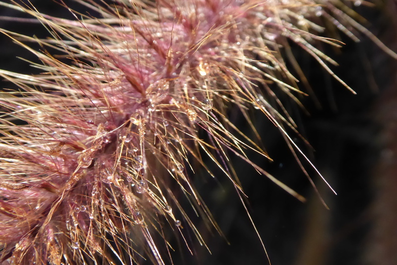 captured water, plant, spiked, outdoors, beauty in nature, rainwater, selective focus, sunlight, 4K, plant stem, day, dry, focus on foreground, food and drink