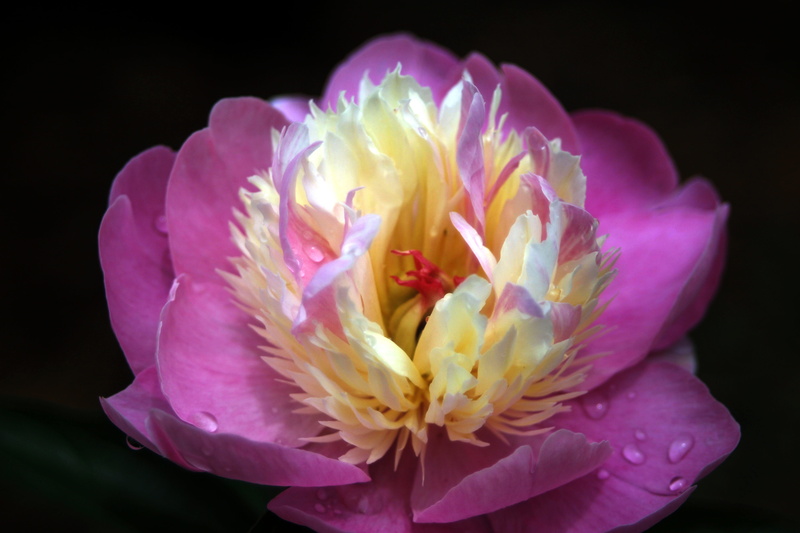 flower head, purple, flowering, flowers, nature, design, vulnerability, pink, no people, plants, pollen, studio shot, growth, flowering plant, spring, close-up