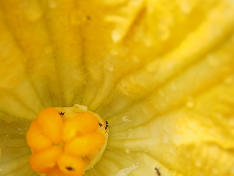 small, bloom, garden, no people, vegetables, undersea, rainwater, luxury, zucchini, nature, zucchini flower, yellow, ant, close-up, one animal, bio, drink