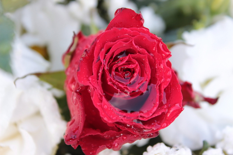 with rainwater filled, rose - flower, flower, rose, beauty in nature, petal, freshness, rose bloom, red, flowering plant, focus on foreground, fragility