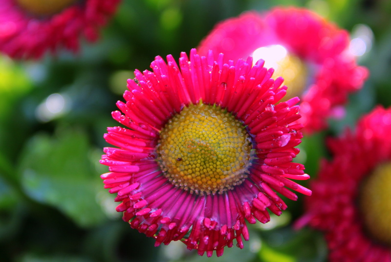 flowering plant, red gänseblume, pink color, bright, flower arrangement, plant, blossom, color, beauty in nature, daisy, flower head, growth, close-up
