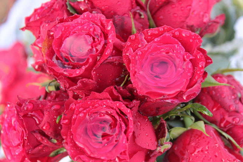 with rainwater filled, flower Head, flower, no people, outdoors, rose bloom, food and drink, freshness, 5K, romance, nature, plant, love, roses, beauty in nature