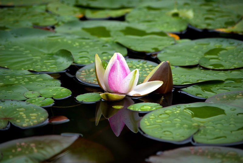 lily, no people, flowers, pink, water lilies, floating, plant, pond, petal, nature, summer, fragility, growth, floating on water, outdoors, flower head