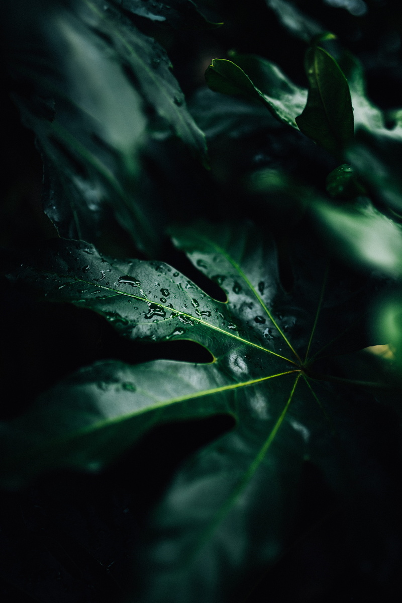 no people, rainwater, rain, leaf, indoors, spring, animal themes, dark, beauty in nature, backgrounds, nature, selective focus, black background, blossom