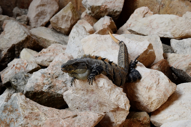 zoology, animal themes, invertebrate, rock - object, lizard, close-up, mexico, iguana, vertebrate, animal, one animal, animal wildlife, marine, solid, focus on foreground