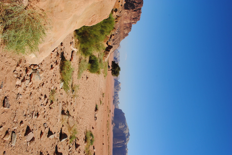 tree, red, scenics - nature, wadi rum village, nature, sky, water, desert, beauty in nature, jordan, copy space, plant, sea, land, sand, clear sky, idyllic