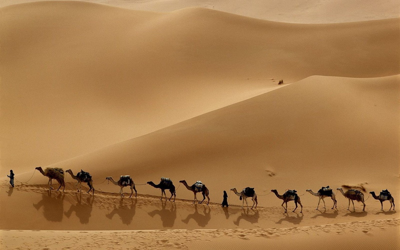 libya, 720P, animals