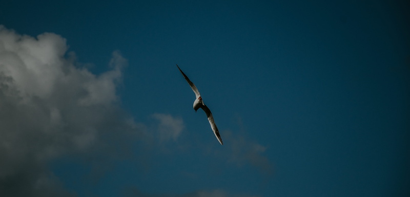 wings, animal, marine, animal themes, 4K, spread wings, tripoli district, mid-air, bird of prey, birds, wildlife, clouds, libya, motion, bird, seagull