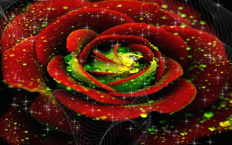3d and abstract, beauty, romantic, flowers, 1080P, color, nature, roses, reddish, lost, sparkling, loving