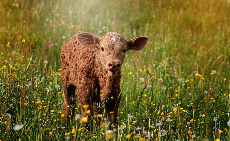 grass, green, meadow, mammal, brown, animal wildlife, plain, plants, day, reddish, outdoors, flowering plant, young animal, calf, ruminant, agriculture