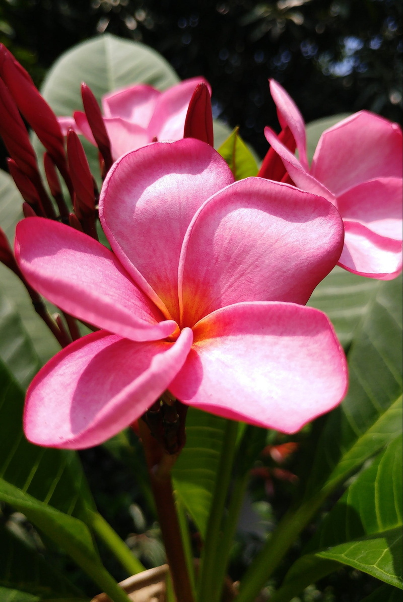 outdoors, freshness, pink flower, focus on foreground, plants, frangipani, flower head, inflorescence, 2K, day, petal, flower, nature, growth, pink color