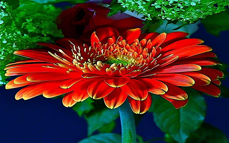 loving, beauty, greeting, green, warm, 1080P, caring, romances, reddish, 3d and abstract