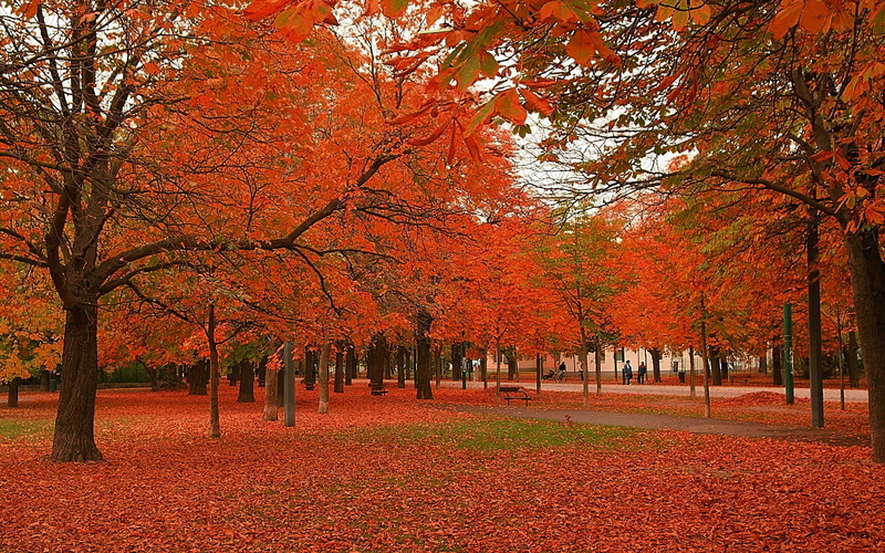 Cool, beauty, red, season, awesome, reddish, art, forests, hd, nature, s, 1080P, warm