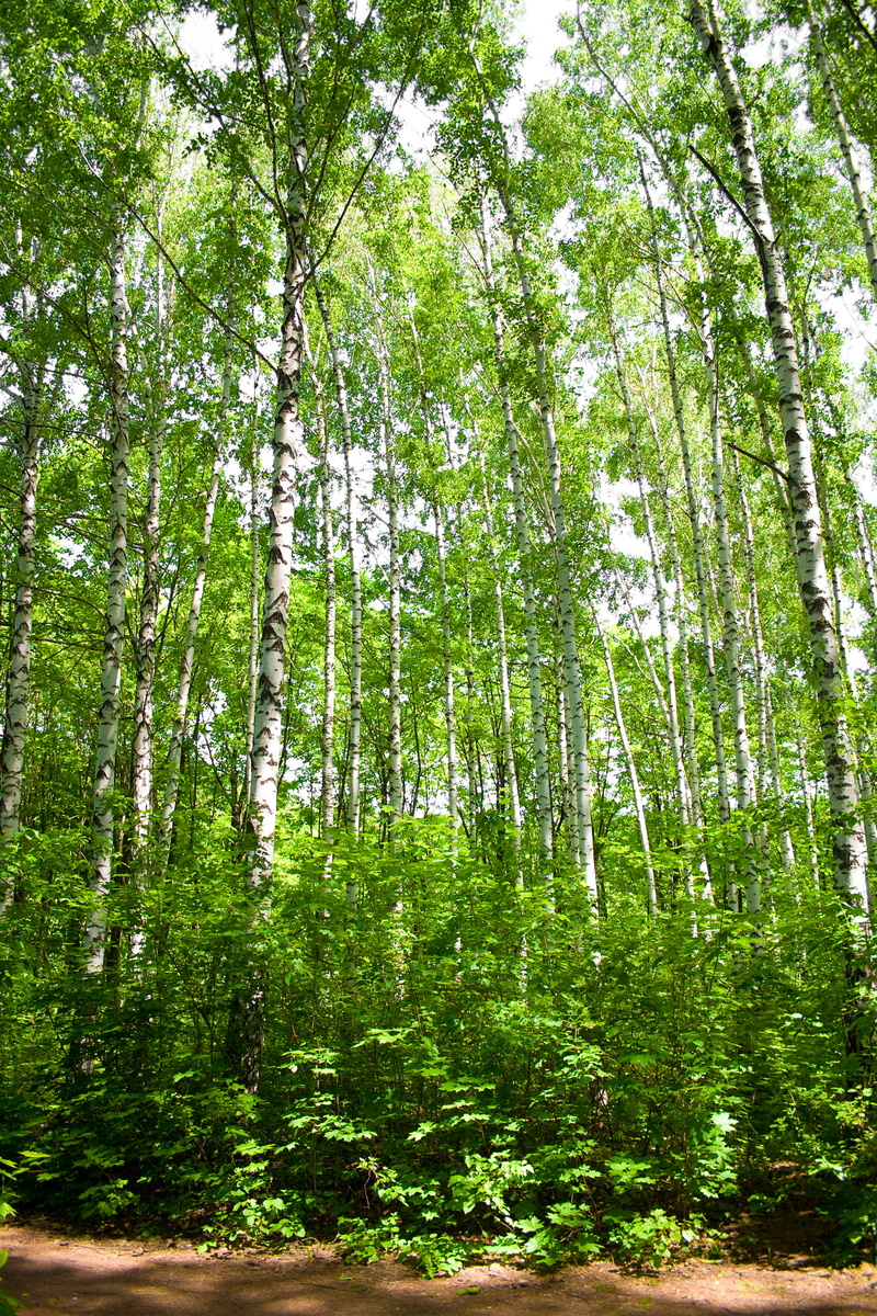 peace, woodland, environmental, photography, green color, forest, low angle view, scenics - nature, rainforest, tranquil scene, plant, land, bamboo - plant