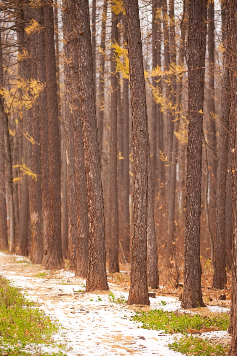 non-urban scene, no people, evergreen tree, pine tree, woodland, 4K, scenics - nature, scenery, countryside, trunk, con2011, beauty in nature, peaceful
