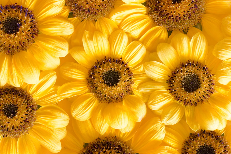 full frame, vulnerability, pollen, close-up, beauty in nature, 4K, plant, flowering plant, con2011, no people, flower, inflorescence, seed, sunflower