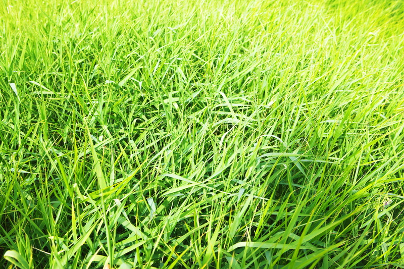 summer, sunshine, beauty in nature, full frame, freshness, con2011, plant, outdoors, background, blade of grass, close-up, herb, high angle view, tranquility