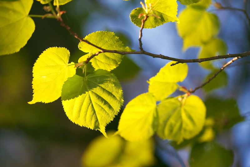 spring, natural condition, sunlight, 2K, con2011, nature, plant, outdoors, focus on foreground, leaf, tree, no people, food and drink, green color, branch