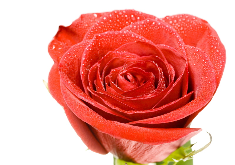 studio shot, white background, plant, no people, nature, flowering plant, petal, cut out, beauty in nature, rose - flower, 2K, vulnerability, flower head