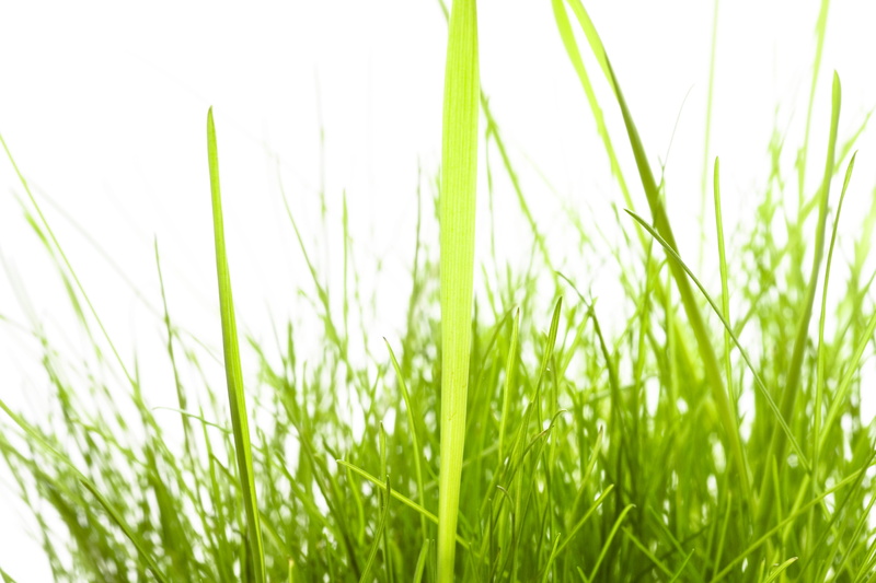 spring, environment, sunshine, background, green, springtime, 4K, growth, outdoors, leaf, close-up, plain, garden, blade of grass, meadow, field, con2011