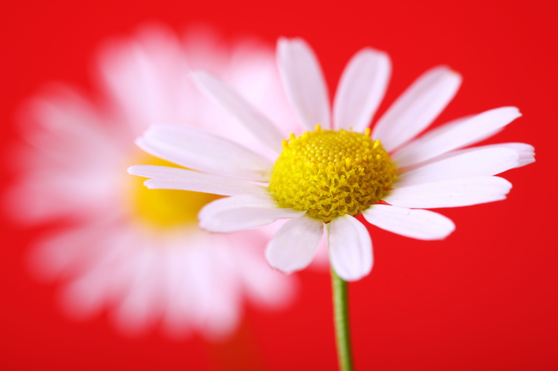 5K, inflorescence, daisy, single object, close-up, con2011, red, pollen, spring, detail, springtime, yellow, vulnerability, fragility, freshness, studio shot