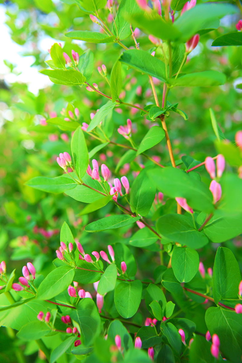con2011, plant, leaf, day, beauty in nature, fragility, red, no people, green color, close-up, growth, 4K, selective focus, freshness, vulnerability, outdoors