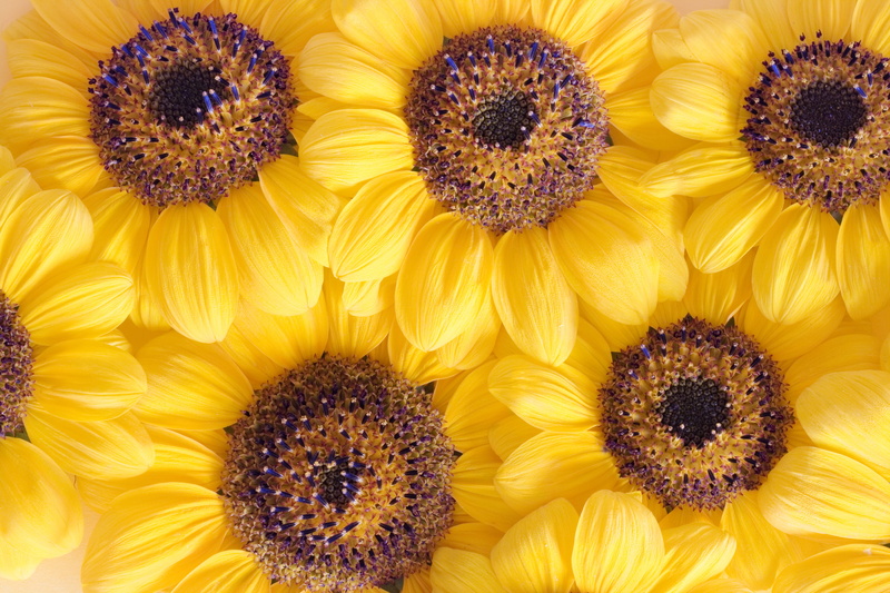 growth, flower, backgrounds, fragility, flowering plant, yellow, petal, nature, con2011, flower head, full frame, beauty in nature, extreme close-up, vulnerability