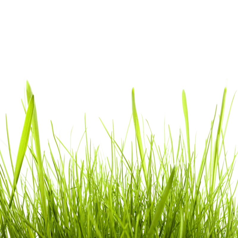 nature, agriculture, background, green, green color, plain, freshness, environment, isolated, backgrounds, meadow, plant, bright, close-up, sky, herb, summer