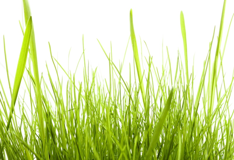 blade of grass, plain, environment, close-up, backgrounds, agriculture, no people, springtime, meadow, garden, bright, freshness, isolated, 2K, plant
