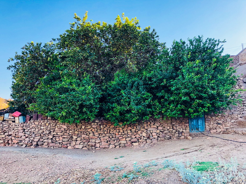 nature, 4K, stone wall, wall - building feature, beauty in nature, land, solid, footpath, outdoors, tree, aswan, plant, tranquility, built structure, green color