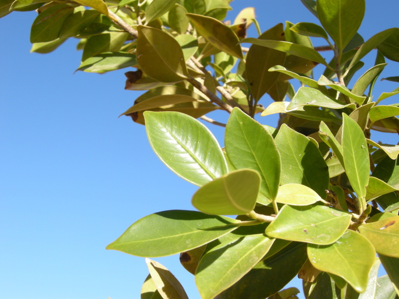 close-up, food and drink, day, plant part, tree, leaves, plant, growth, leaf, outdoors, blue, 4K, branch, natural condition, beauty in nature, clear sky