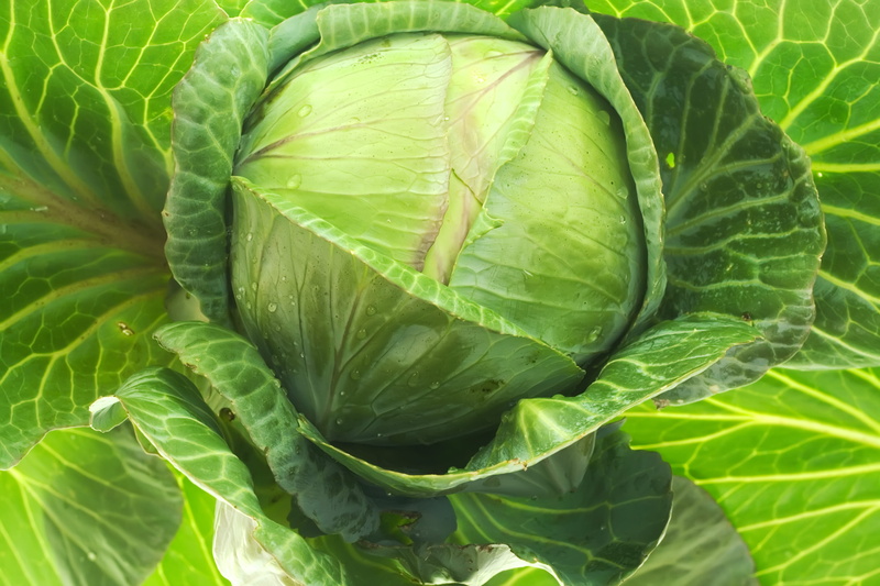 ripe, healthy eating, freshness, beauty in nature, backgrounds, plant, food and drink, food, fresh, plant part, leaf vein, no people, close-up, nature