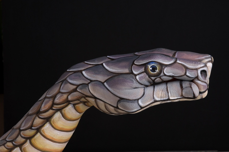 Italian, fingers, animal Scale, animal body part, creative, Guido Daniel, wildlife, herpetology, Manual, macro, animal wildlife, clip, animal Skin