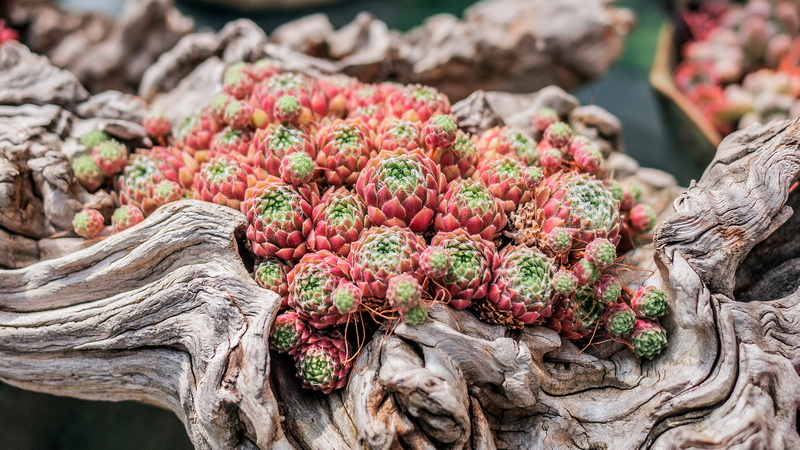 food, focus on foreground, produce, vegetable, freshness, fruit, close-up, pink, tree, plant, art, nature, day, rock, pineapple, business, succulents, sculpture