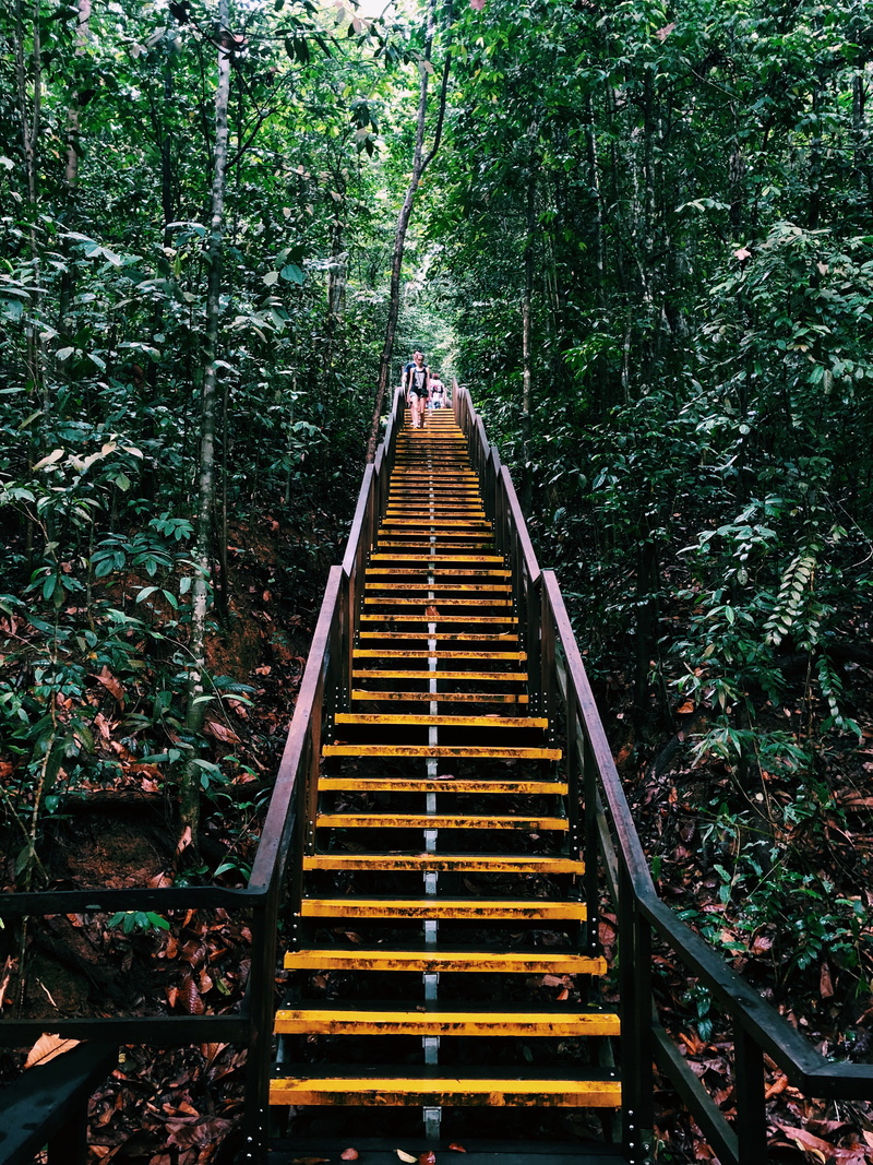 arbour, connection, macritchie treetop walk trailhead, transportation, tranquility, forest, land, railing, day, plant, architecture, banister, outdoors
