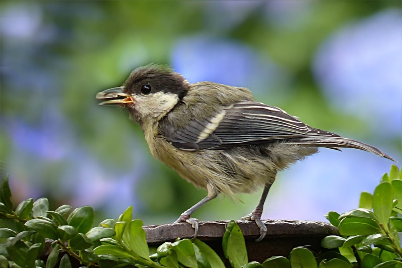 no people, full length, 1080P, nature, tree, animal, kohlmeise young, side view, parus major, focus on foreground, bird, animal wildlife, animal themes