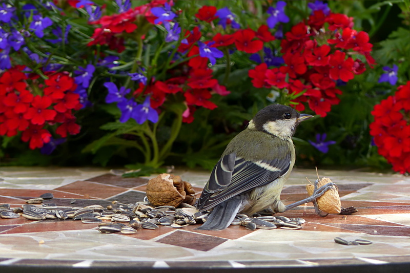 growth, parus major, bird seed, bird, summer, red, animals in the wild, gray, flower, near, purple, one animal, perching, animal wildlife, vertebrate, nature