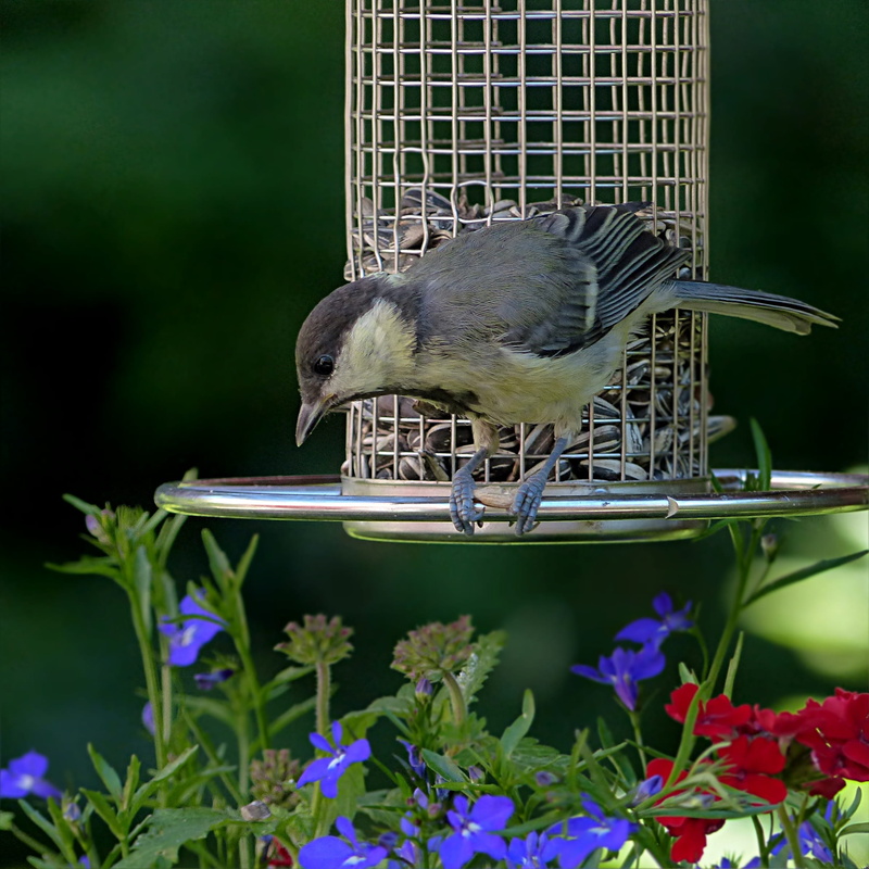 outdoors, garden, vertebrate, bird feeder, flower, day, flowering plant, foraging, nature, Tit, beauty in nature, young, close-up, 1080P, animal wildlife