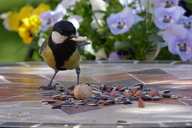 2K, nature, outdoors, animal wildlife, garden, water, animal themes, one animal, foraging, vertebrate, leaf, Tit, selective focus, Animal, animals in the wild