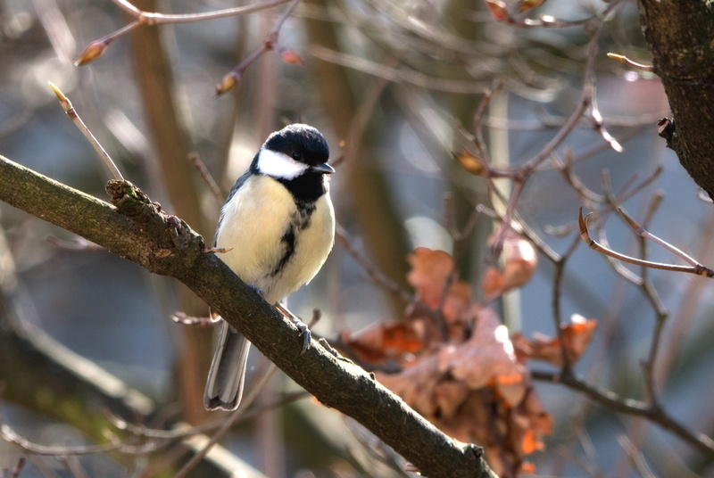 tree, Tit, parus major, animals in the wild, focus on foreground, one animal, Garden, small bird, Small, plant, growth, sitting, Songbird, outdoors, Bird