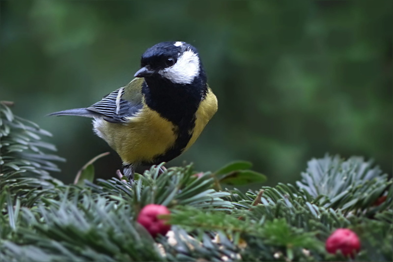 bird, leaf, yellow, black, plant, green, animals in the wild, selective focus, vertebrate, beauty in nature, animal wildlife, top, one animal, parus major