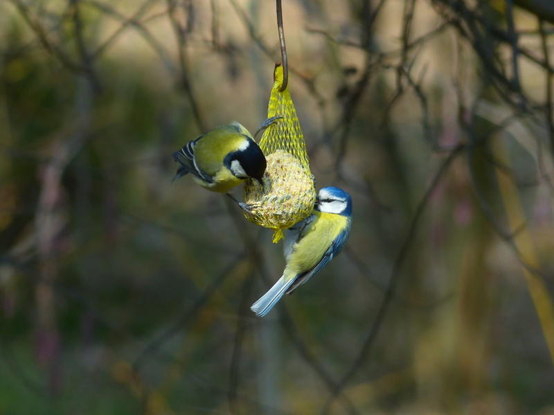songbird, peck, parus major, hanging, animals in the wild, feed, one animal, food, outdoors, focus on foreground, network, hang, sparrow bird, bird feeder