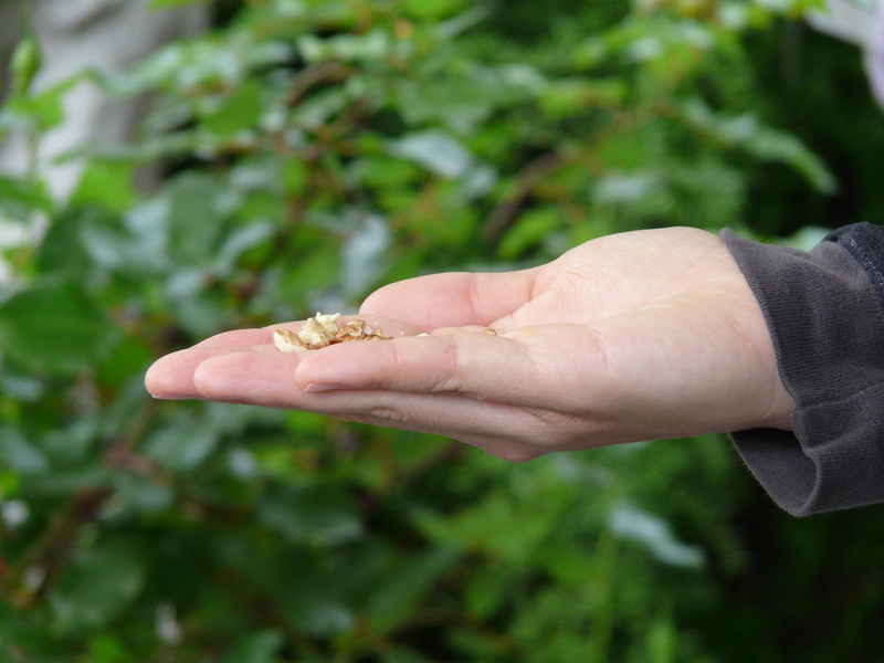 ring, body part, feeding, close-up, lifestyles, finger, human body part, day, holding, bird seed, human hand, plant, Food, Bird Feeding, unrecognizable person