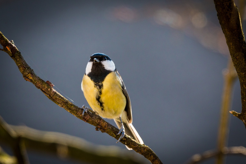 beauty in nature, plant, day, sitting, animal themes, tree, close-up, lichen, black, perched, one animal, small bird, perching, bluetit, garden, yellow
