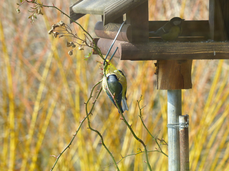 food and drink, parus major, animals in the wild, passeri, sparrow bird, eat, no people, perching, claws out, depend, vertebrate, day, peck, songbird, one animal
