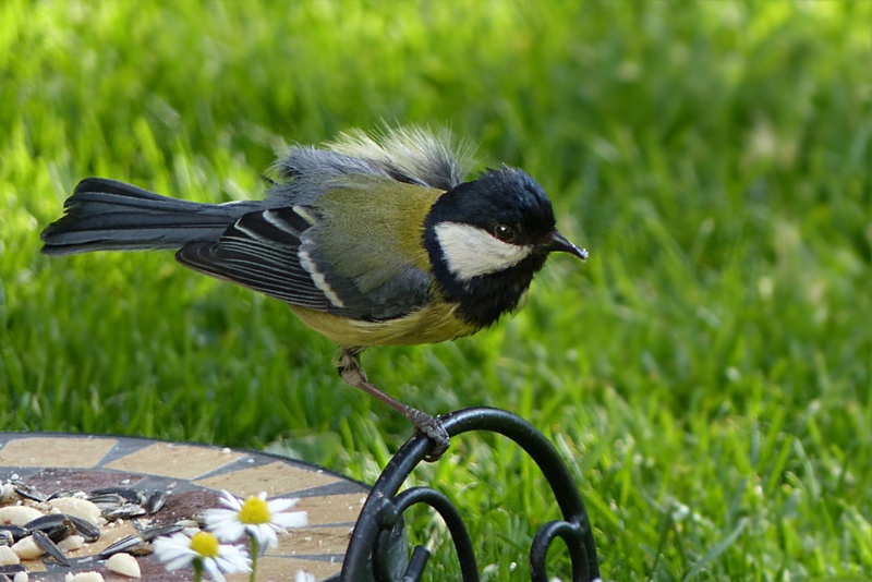 grass, bird, nature, side view, outdoors, animal themes, focus on foreground, day, close-up, no people, 2K, animal wildlife, parus major, foraging, songbird