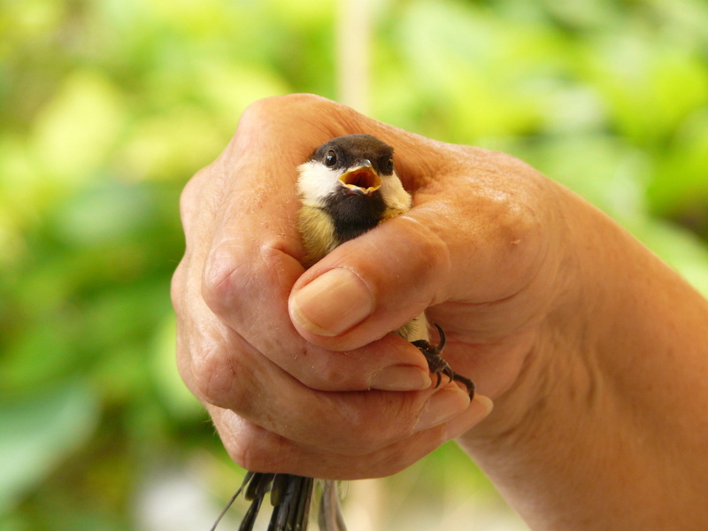 Tit, outdoors, person, one animal, human body part, Caught, one person, real people, animal wildlife, black, Parus Major, unrecognizable person, fear, white