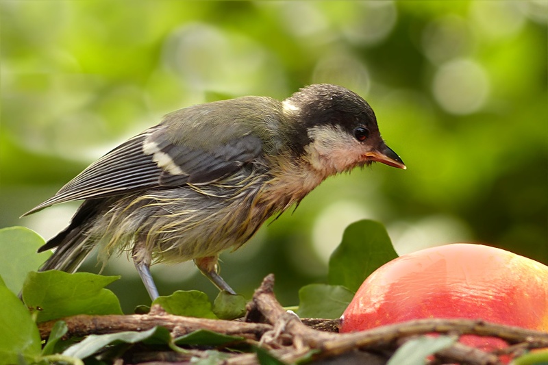 food and drink, 2K, animal, food, garden, hunger, one animal, parus major, no people, perching, bird, nature, animal wildlife, animals in the wild, animal themes